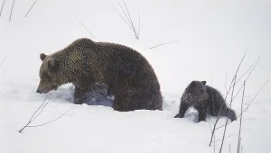 Słyszymy o nich coraz częściej. Dlaczego niedźwiedzie nie zapadają w sen zimowy?