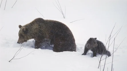 Niedźwiedzie wcale nie przesypiają zimy głębokim snem. Niektóre mogą w ogóle nie zasnąć. Co warto wiedzieć na ten temat?