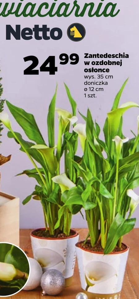 Roślina doniczkowa Netto