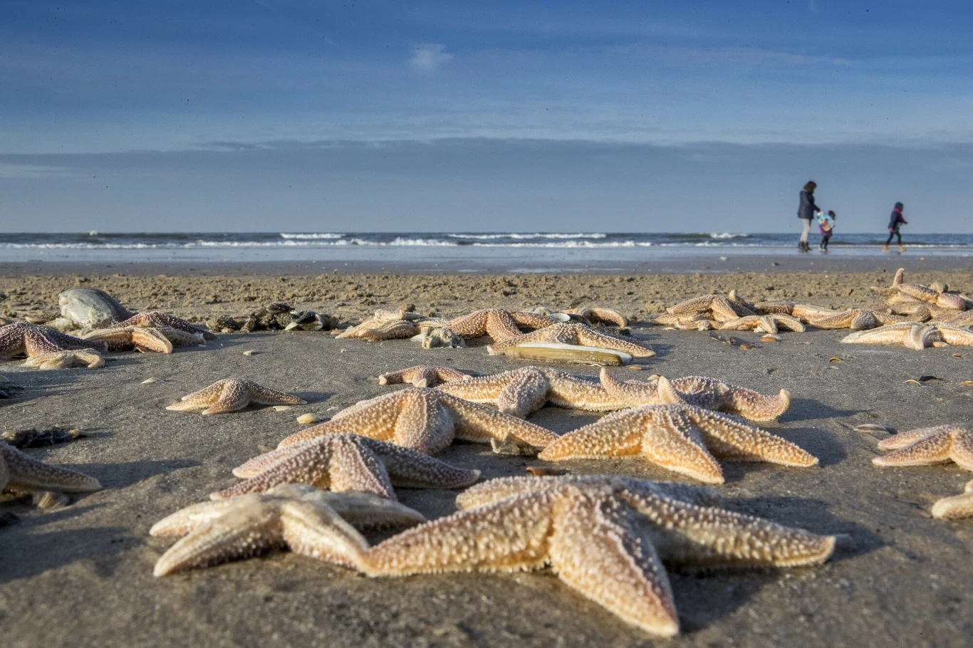 Plaża w Egmond, Holandia Plaża w Egmond, Holandia