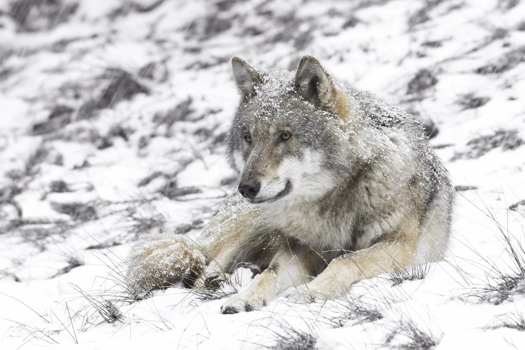 W Polsce co roku umiera ponad 100 wilków