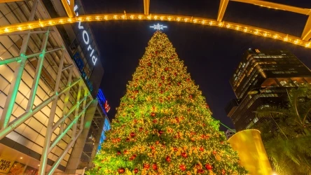 Jaka jest największa choinka na świecie? Wbrew pozorom wcale nie chodzi o prawdziwe drzewko. 