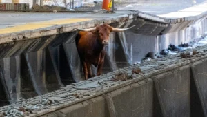 Ruch na stacji kolejowej Newark Penn został zakłócony przez pojawienie się byka