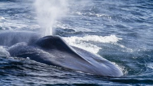 Wielki powrót wielorybów do Antarktyki. "Zadziwiająca liczba płetwali"