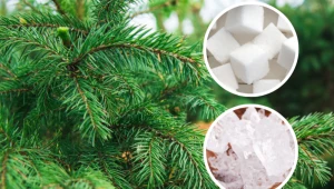 Od lat podlewam tym choinkę. Nie gubi igieł i zachwyca się nią cała rodzina