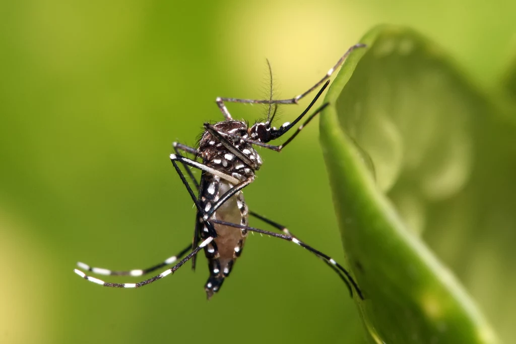 Komar egipski sfotografowany w Tanzanii