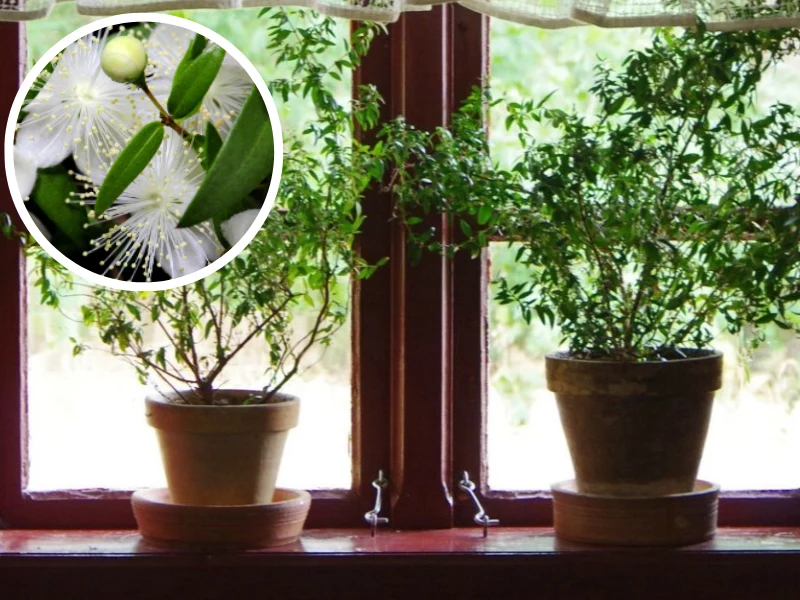 Doniczki na parapecie z mirtem w PRL-u były powszechnym widokiem Doniczki na parapecie z mirtem w PRL-u były powszechnym widokiem