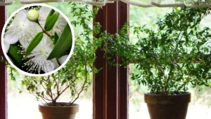 Każda babcia trzymała ten kwiat w sypialni. Roślinny hit PRL-u wraca do łask