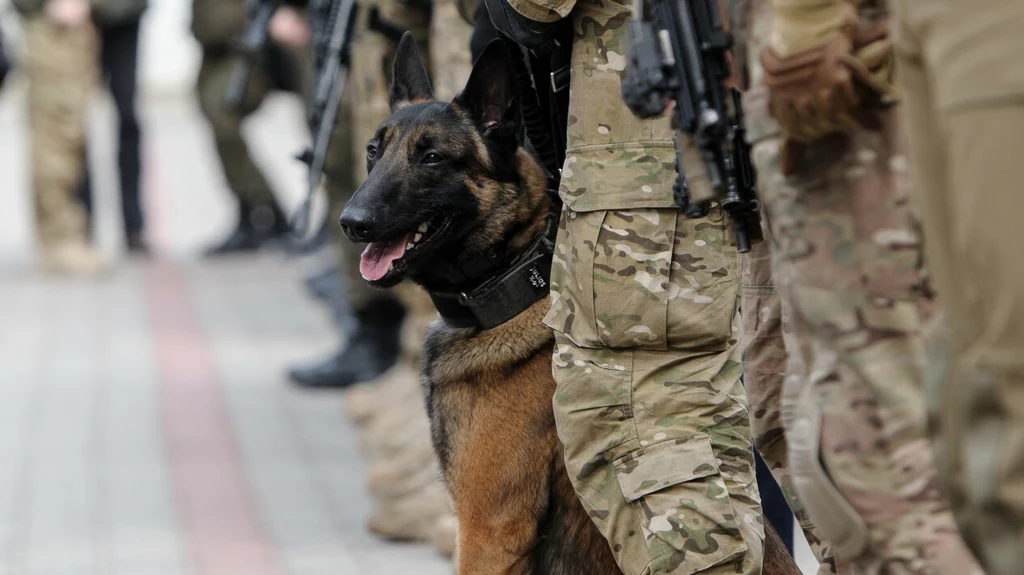 Psy pracujące dla Wojska Polskiego będą mogły otrzymywać stopnie wojskowe - poinformował Sztab Generalny WP