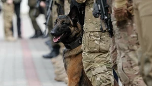 Psy służbowe w Polsce będą mieć stopnie wojskowe. "Rozkaz już obowiązuje"