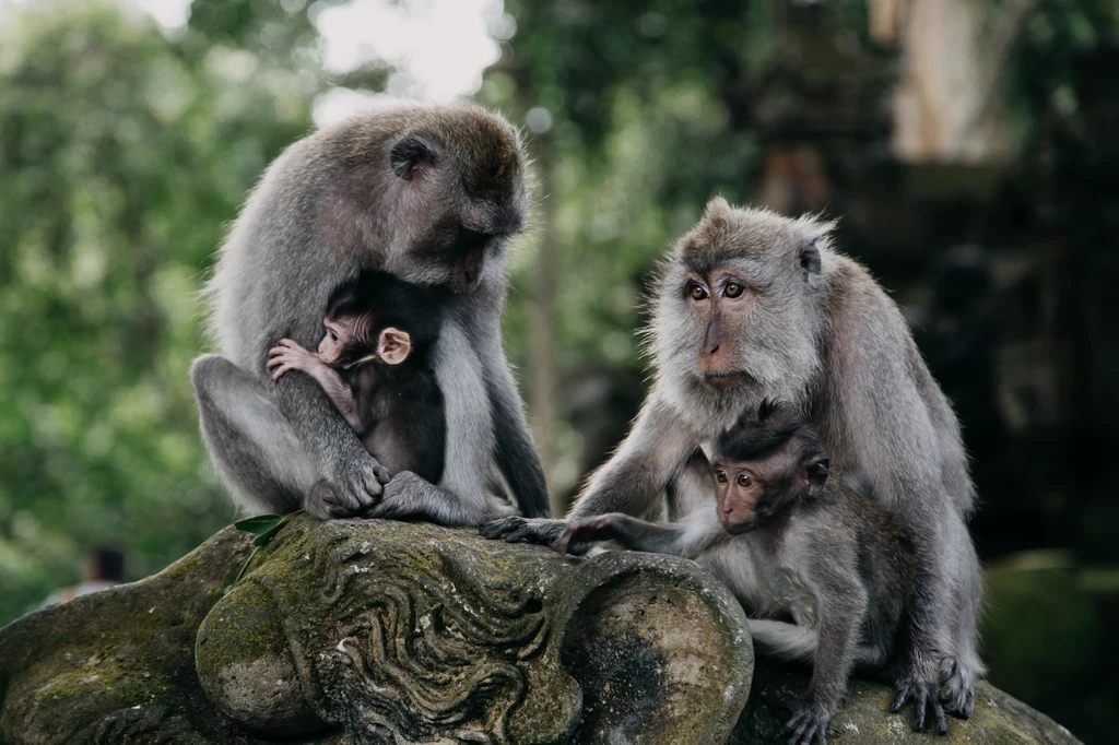 Na Bali warto zobaczyć Małpi Las w Ubud. Każdy turysta powinien jednak zabezpieczyć kieszenie i plecaki. 