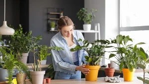 Nawozisz zamiokulkasa kawą? To nie zawsze dobry pomysł. Kiedy lepiej nie ryzykować?