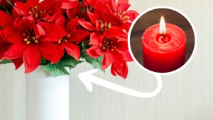 Przed wigilią zawsze trzymam gwiazdę betlejemską nad świecą. Nie robię tego bez powodu