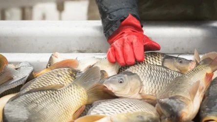 ​Ile będzie kosztował karp na Wigilię w 2024 roku? Duża podwyżka na horyzoncie