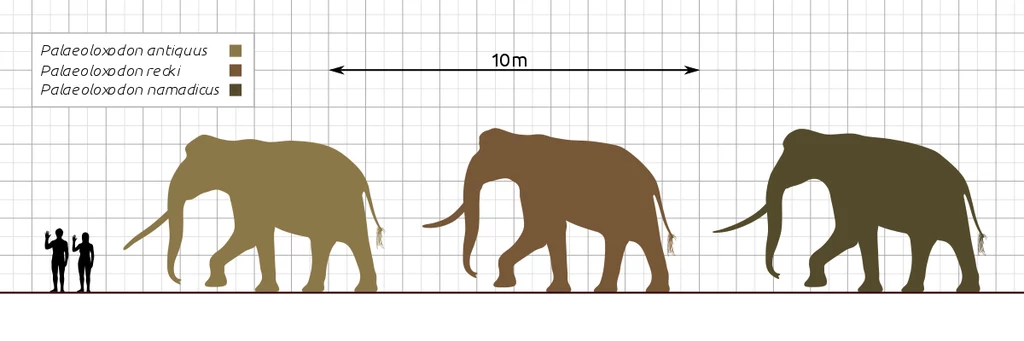 Porównanie wielkości słoni z rodzaju Palaeoloxodon