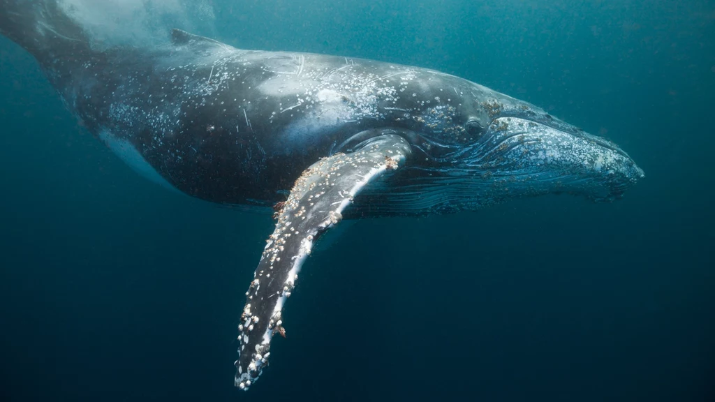 Amerykańscy naukowcy twierdzą, że osiągnęli przełom w komunikacji z wielorybami. Samica humbaka u wybrzeży Alaski odpowiedziała na sygnał dźwiękowy nadany przez badaczy