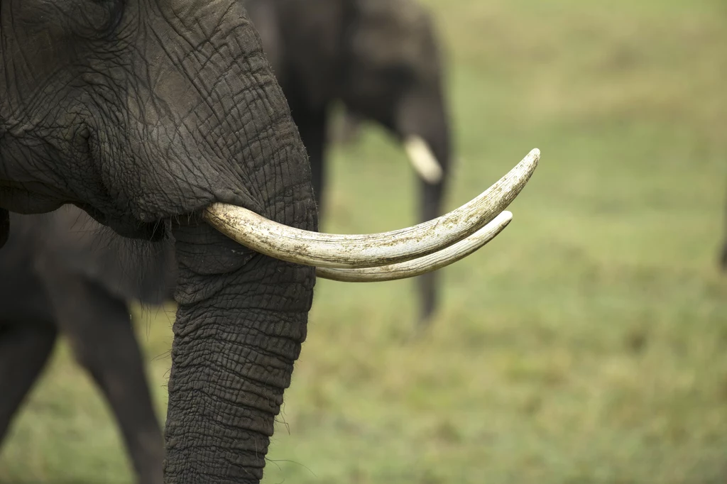 Proceder zabijania słoni dla ich kości nie słabnie. W tym roku potwierdzono już co najmniej 1600 takich przypadków