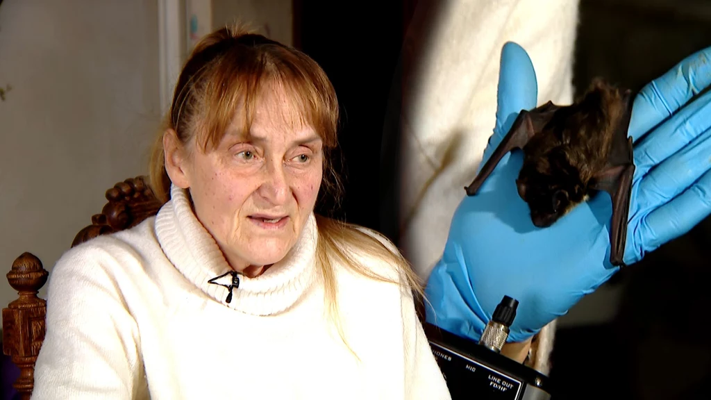 Pani Barbara Górecka jest znana z tego, że pomaga nietoperzom. Przez 16 lat uratowała ich już 1600