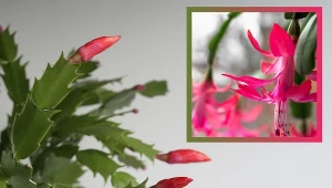 Kaktus bożonarodzeniowy nie kwitnie? W ten sposób pobudzisz go do wypuszczenia nowych pąków