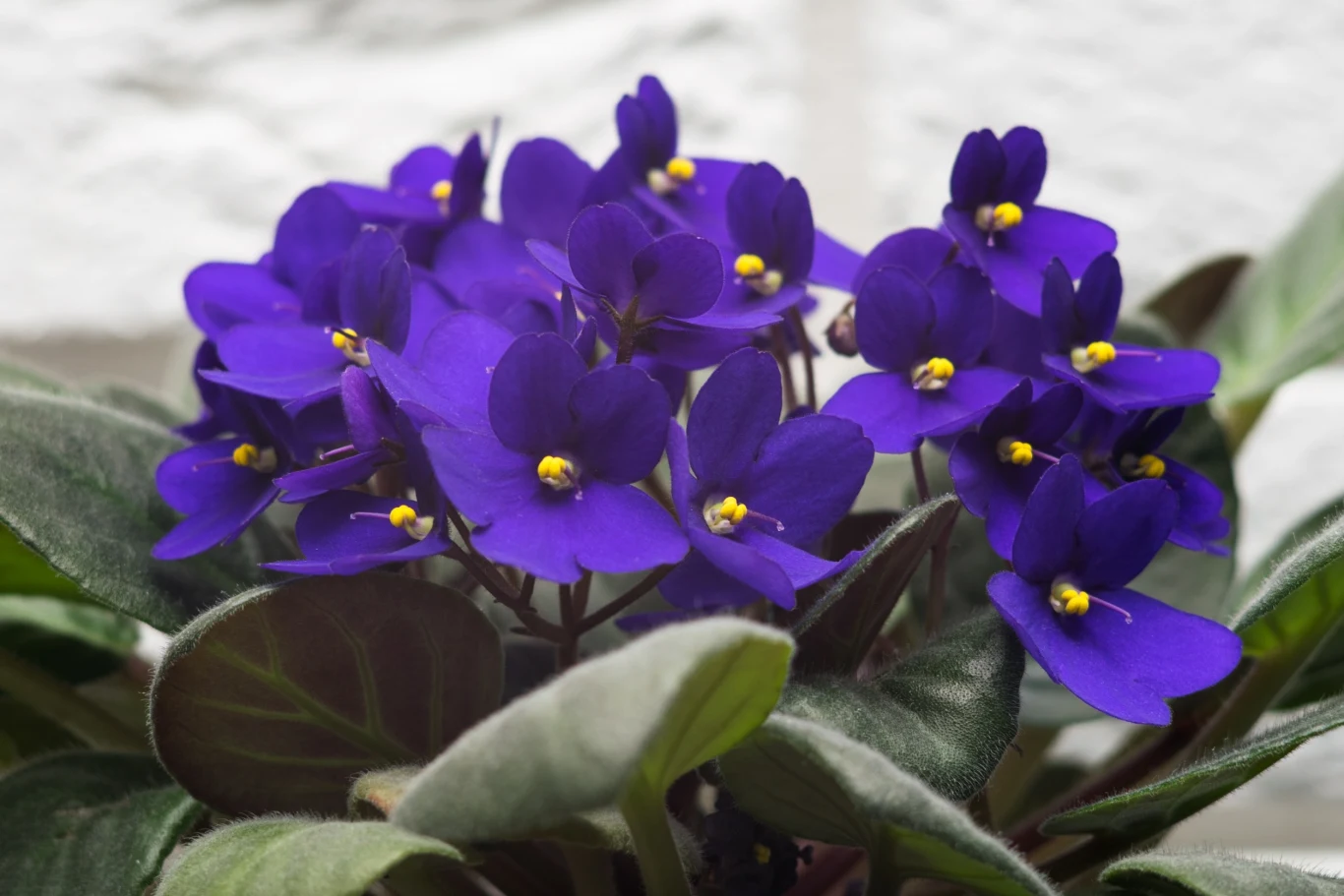 Fiołek w doniczce to kapitalny pomysł na upominek dla bliskiej osoby