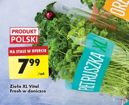 Zioła w doniczce Vital Fresh