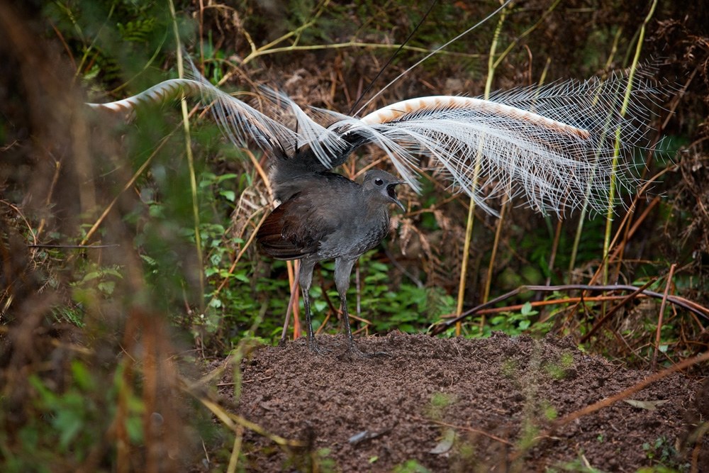 Lirogon w parku narodowym  Dandenong Ranges National Park w stanie Wiktoria, Australia