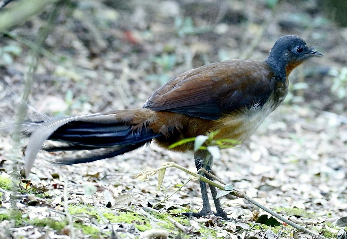 Lirogon skromny