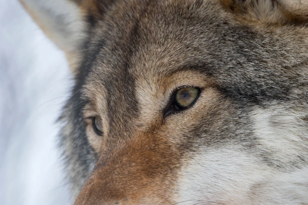 Populacja wilka cudem odrodziła się w Europie