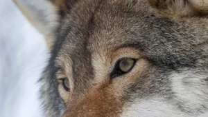 Ważą się losy wilków w Europie. Pomysł spotkał się z ostrą reakcją