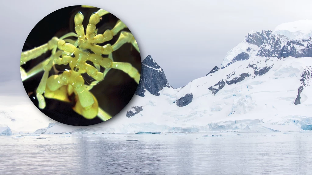 Na dnie Morza Rossa w Antarktyce odkryto nowy gatunek kikutnic. "Morski pająk" czekał 10 lat na opisanie