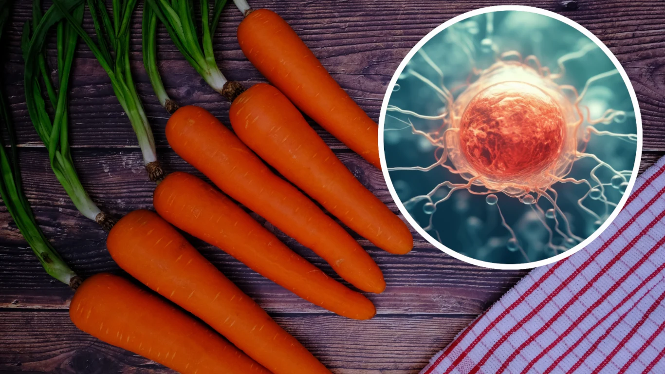 Marchewki mogą być jednym z najlepszych środków walki z nowotworami. Zmniejszają ryzyko choroby o 1/5 Marchewki mogą być jednym z najlepszych środków walki z nowotworami. Zmniejszają ryzyko choroby o 1/5