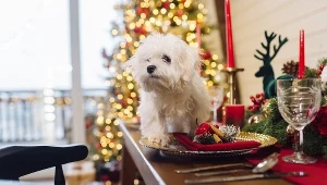 Wolą święta z psem, niż z rodziną? Ich postawa budzi wiele emocji 
