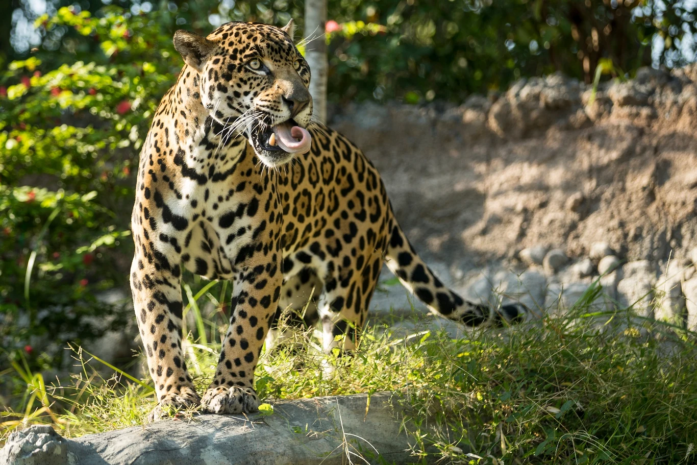 Jaguar
