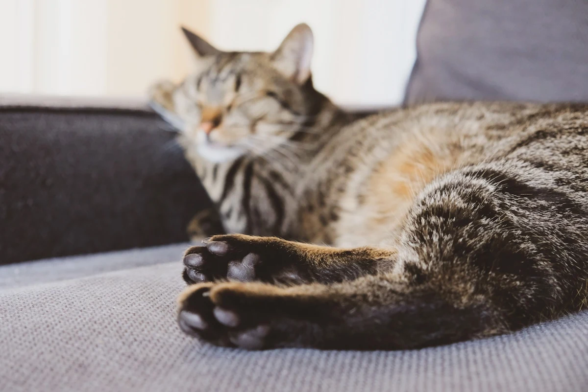 Jak rozpoznać charakter kota? Sekret tkwi w szczegółach