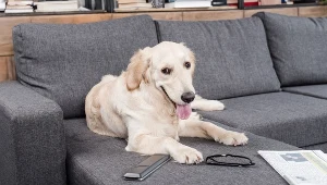 Denerwuje cię psia sierść na fotelach i kanapie? Spryskaj tym meble, a problem zniknie
