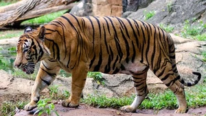 Po atakach tygrysa ludojada Malezja podjęła radykalne kroki