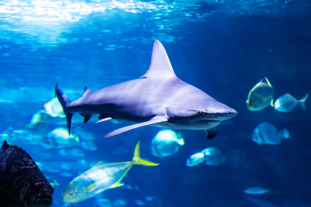 Łódzkie Orientarium proponuje niezwykłe nocowanie w tunelu oceanicznym (zdjęcie poglądowe)