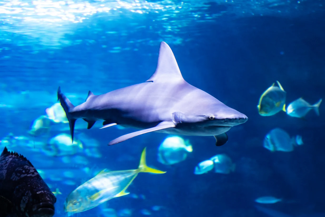 Łódzkie Orientarium proponuje niezwykłe nocowanie w tunelu oceanicznym (zdjęcie poglądowe) Łódzkie Orientarium proponuje niezwykłe nocowanie w tunelu oceanicznym (zdjęcie poglądowe)