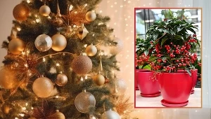 Znudziły ci się grudnik i gwiazda betlejemska? W tym roku kup "świętą jagodę'". Przetrwa aż do lata