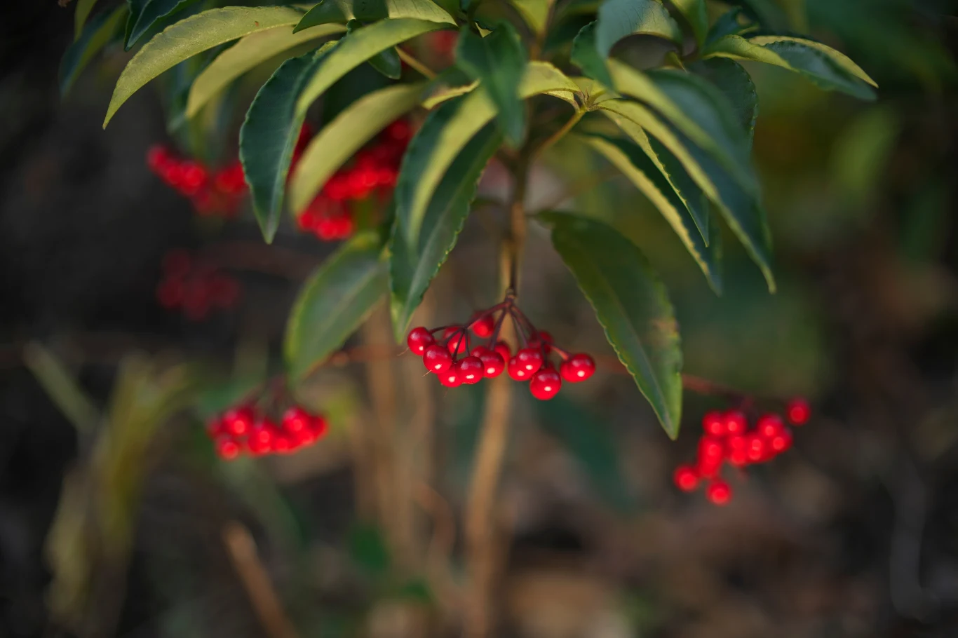 Ardizja to piękna roślina, którą można uprawiać w doniczce. 