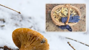 Połowa grudnia za nami, a w lasach wciąż jest ich pełno. Grzybiarze w szoku