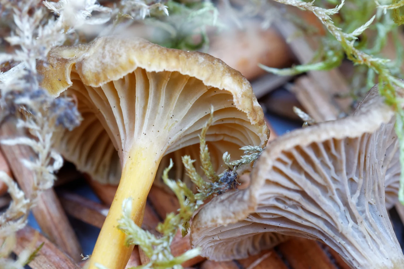 Zimą możemy natrafić w lesie na wiele gatunków grzybów. Wszystko zależy od pogody. Grzybiarze mogą zebrać między innymi kurki czy gąski. 