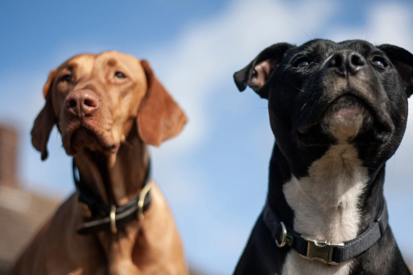 Rozmowa z psem jest możliwa? Ekspertka odpowiada! Rozmowa z psem jest możliwa? Ekspertka odpowiada!