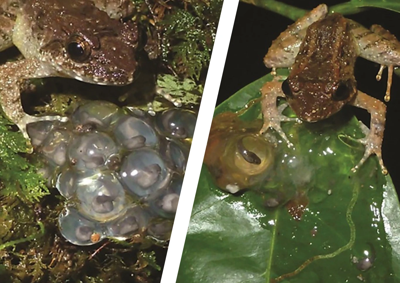 Żaba z gatunku Limnonectes phyllofolia