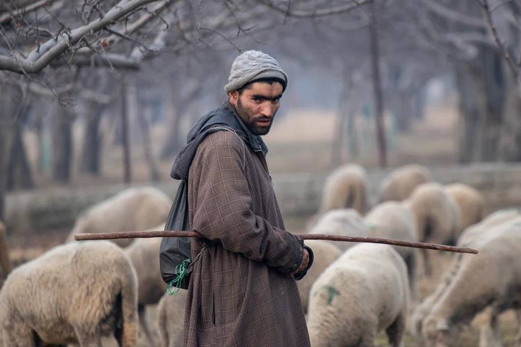 Pasterz owiec w Kaszmirze