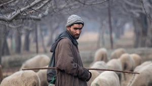 Pasterz owiec w Kaszmirze