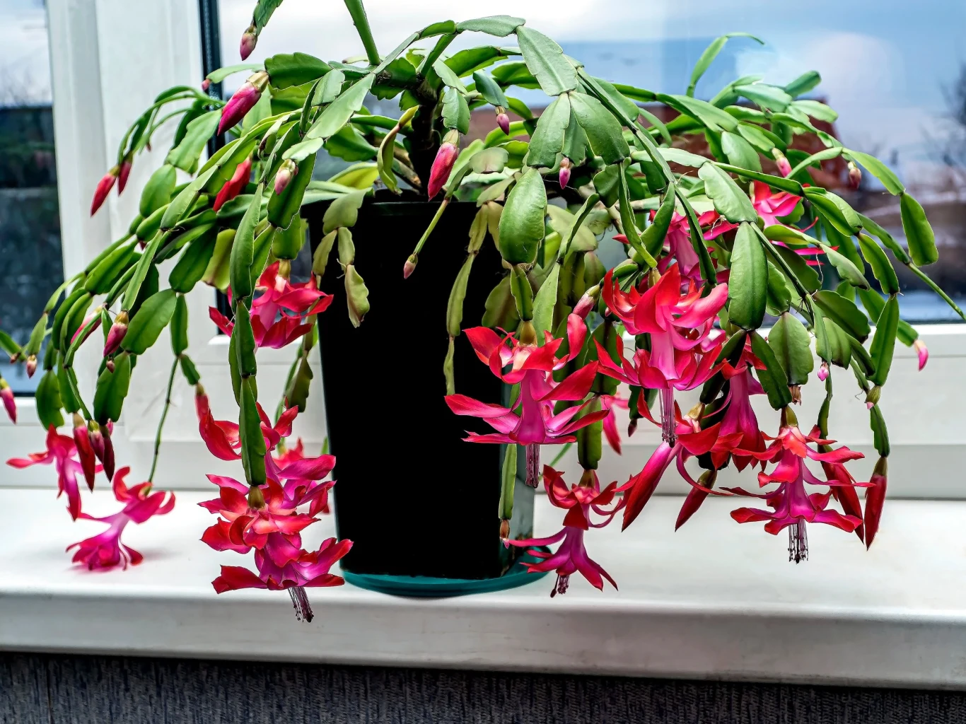 Co zrobić, aby grudnik obsypał się kwiatami? Wystarczy zastosować tę domową odżywkę. Co zrobić, aby grudnik obsypał się kwiatami? Wystarczy zastosować tę domową odżywkę.