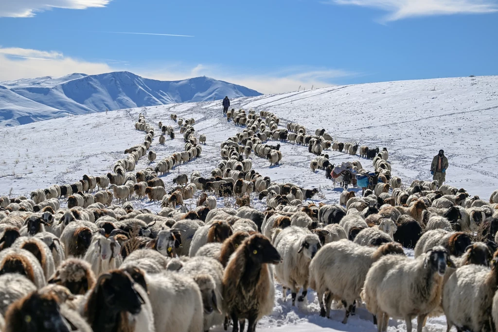 Owce w Turcji