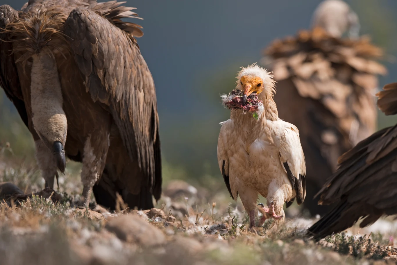 Obecny w Biblii ścierwnik biały wśród sępów - wyraźnie się od nich odróżnia