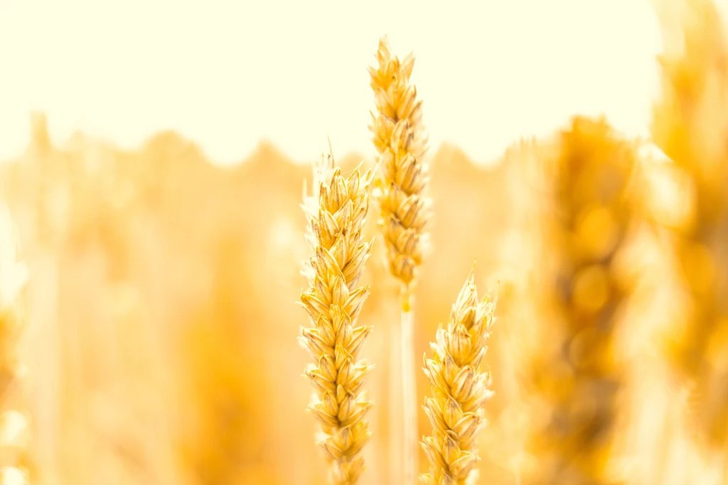 Autorzy badania “Wheat intolerance might be due to glyphosate” twierdzą, że powszechne użycie glifosatu może mieć związek ze zwiększoną liczbą osób nietolerujących pszenicy. 